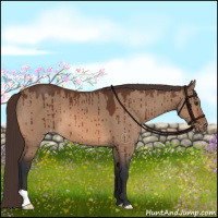Horse Color:Bay Dun Varnish Brindle 