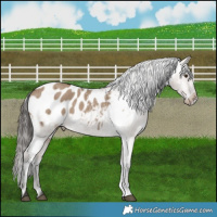 Horse Color:Liver Red Dun Appaloosa Brindle 
