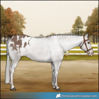 Horse Color:Liver Red Dun Mushroom Appaloosa Brindle