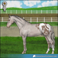 Horse Color:Liver Red Dun Mushroom Appaloosa Brindle