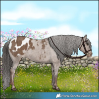 Horse Color:Liver Red Dun Blanket Brindle 