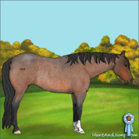 Horse Color:Brown Roan Rabicano 