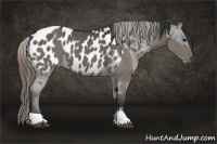 Horse Color:Grullo  and Grullo Appaloosa 