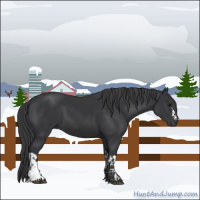 Horse Color:Black  and Black 