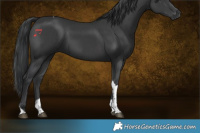 Horse Color:Black Tobiano 