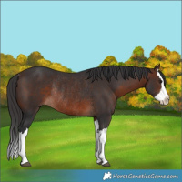 Horse Color:Brown Splash Rabicano 