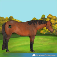 Horse Color:Bay Rabicano 