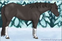 Horse Color:Smoky Black Sabino Tobiano 