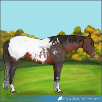 Horse Color:Brown Sabino Appaloosa 