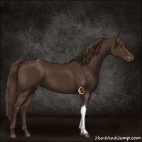 Horse Color:Liver Chestnut Tobiano Appaloosa