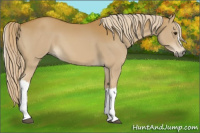 Horse Color:Palomino 