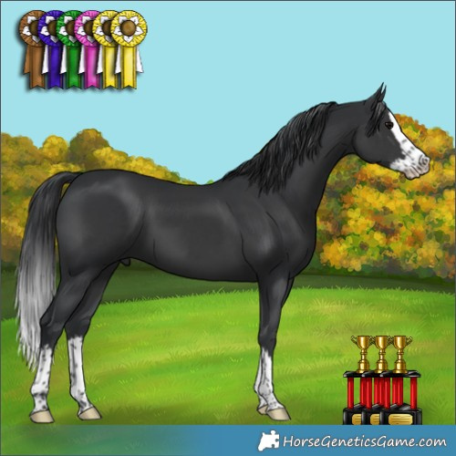 Horse Color:Black Splash 