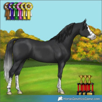 Horse Color:Black Splash