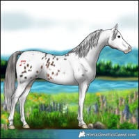 Horse Color:Brown Splash Tobiano Appaloosa 