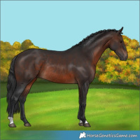 Horse Color:Brown Rabicano 