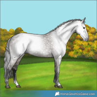 Horse Color:Gray Smoky Grullo 