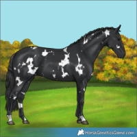 Horse Color:White Spotted Black 