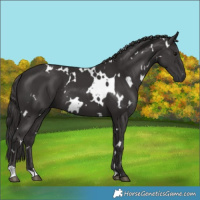 Horse Color:White Spotted Smoky Black 