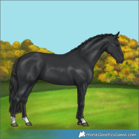 Horse Color:Black 