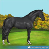 Horse Color:Black 