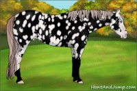 Horse Color:Void Platinum White Spotted Gold Champagne Dun Tobiano Appaloosa 