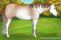 Horse Color:Gray Gold Champagne Sabino Splash 