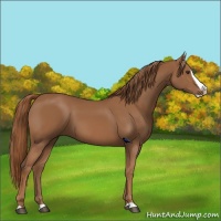 Horse Color:Chestnut Splash 