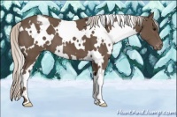 Horse Color:White Spotted Silver Black Appaloosa