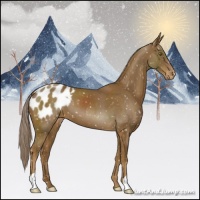 Horse Color:Chocolate Palomino Appaloosa