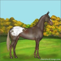 Horse Color:Liver Chestnut Snowcap 