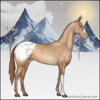 Horse Color:Bay Pearl Snowcap Rabicano 