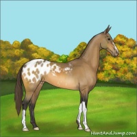 Horse Color:Buckskin Appaloosa 
