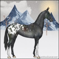 Horse Color:Black Appaloosa 