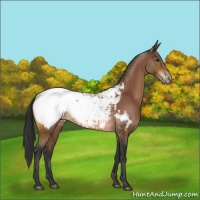 Horse Color:Bay Appaloosa Rabicano 