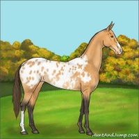Horse Color:Buckskin Blanket Rabicano 