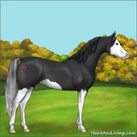 Horse Color:Black Splash 