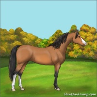 Horse Color:Bay 