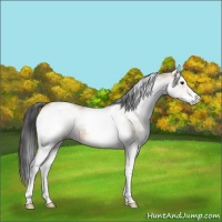 Horse Color:White Spotted Bay Dun