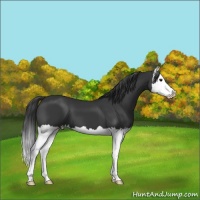 Horse Color:Black Splash