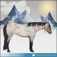Horse Color:Bay Roan Dun 