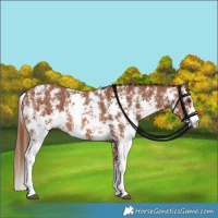 Horse Color:Chestnut Sabino