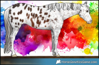 Horse Color:Liver Chestnut Appaloosa 