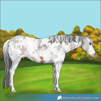 Horse Color:White Spotted Brown Sabino 
