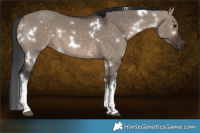 Horse Color:White Spotted Brown Dun 