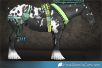 Horse Color:White Spotted Black Appaloosa 