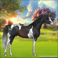 Horse Color:Brown Splash Tobiano 