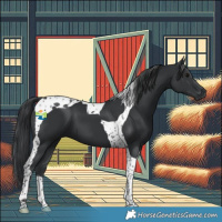 Horse Color:Black Tobiano 
