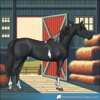 Horse Color:Black Tobiano 