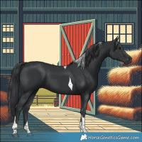 Horse Color:Black Tobiano 