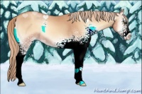 Horse Color:White Spotted Gold Champagne Onyx